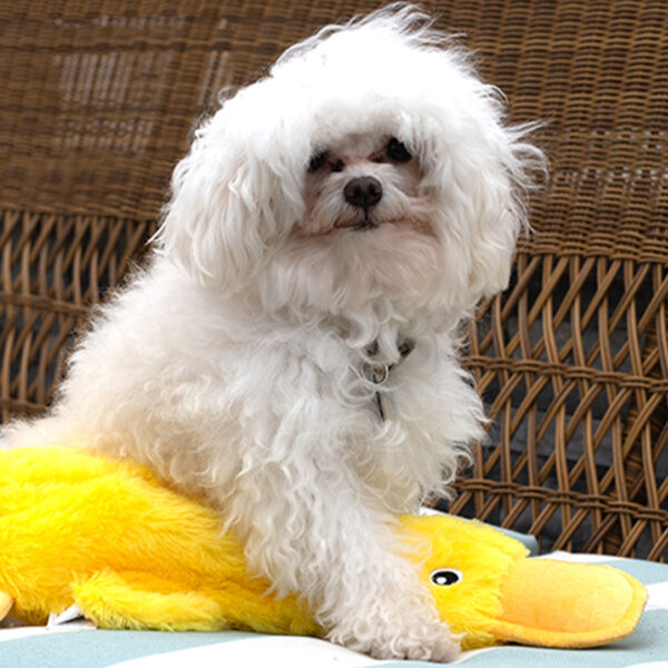 Dog Toy for Small, Medium, and Large Breeds, Cute No Stuffing Duck with Soft Squeaker, Fun for Indoor Puppies and Senior Pups, Plush No Mess Chew and Play - Yellow - Image 4